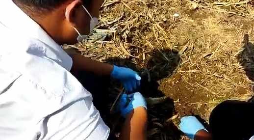 Penemuan Kerangka Manusia di Kebun Tebu Mojokerto, Polisi Masih Lakukan Penyelidikan.